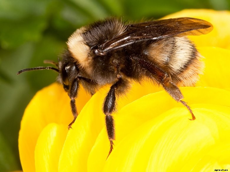 Western bumble bee 1